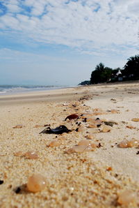 Close-up of crab on beach against sky