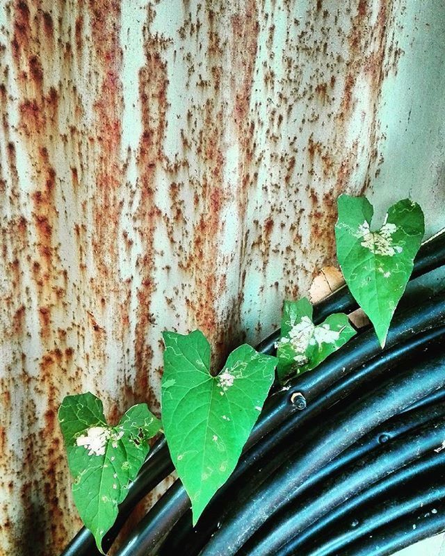 leaf, plant, wall - building feature, green color, wall, potted plant, growth, close-up, weathered, built structure, day, window, old, indoors, no people, architecture, nature, damaged, abandoned