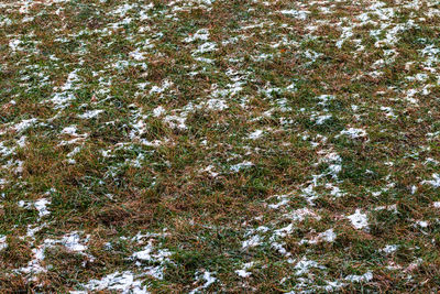 Full frame shot of snow covered field