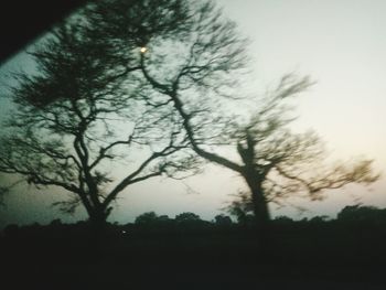 Silhouette trees against sky during sunset