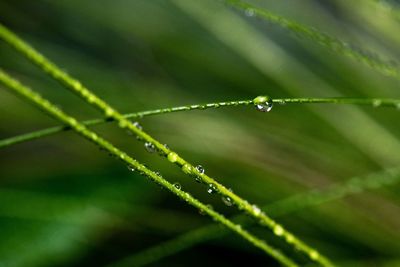 Close-up of water drops on blade of plant