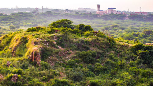 Trees on field against sky