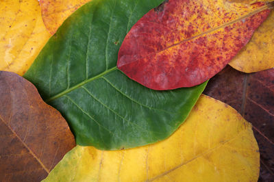 Yellow brown leaves  red and green are background pictures with different textures.