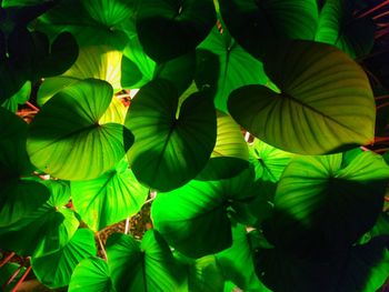 Full frame shot of multi colored leaves