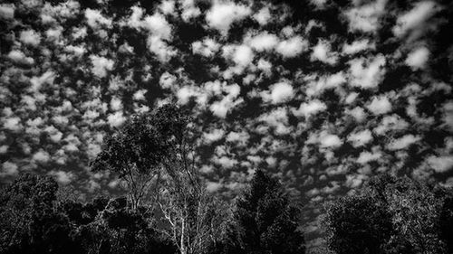 Low angle view of trees against cloudy sky