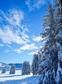 Trees on snow covered landscape against sky