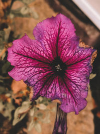 Close-up of purple flowering plant