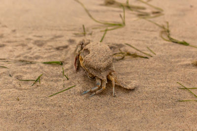 High angle view of crab on sand