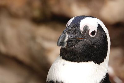 Close-up portrait of a penguin 