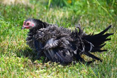 View of a bird on field