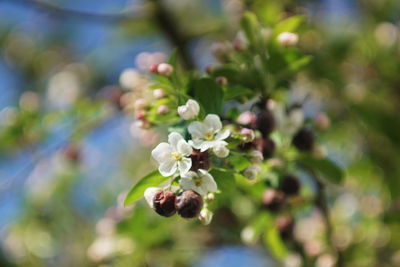 Close-up of flowering plant