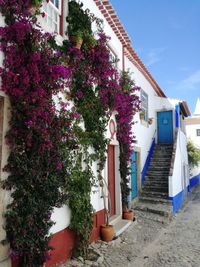 Low angle view of flowering plants by building against sky