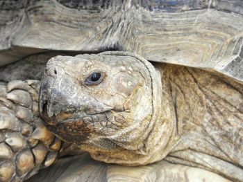 Close-up of turtle in sea