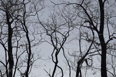 Low angle view of bare trees against sky