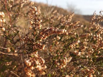 Close-up of flowering plants on land