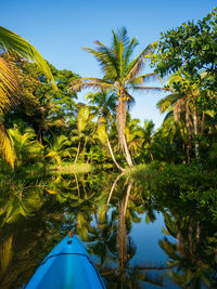 Kayaking along a mangrove river on bastimentos island, panama