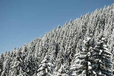 Low angle view of snow covered tree against sky