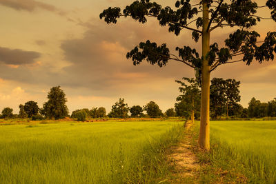 Scenic view of agricultural field against sky during sunset