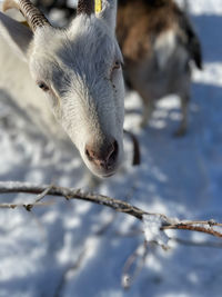 Close-up of an animal