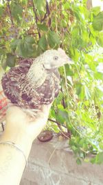 Close-up of hand holding bird