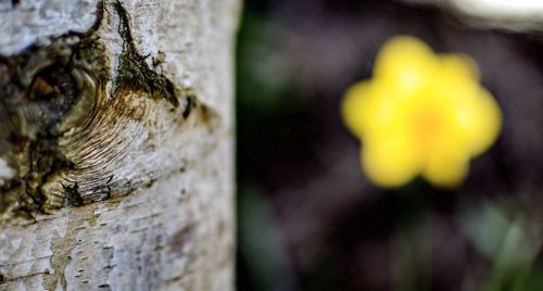 Close-up of tree trunk