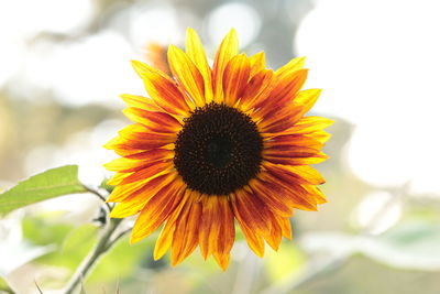 Close-up of sunflower