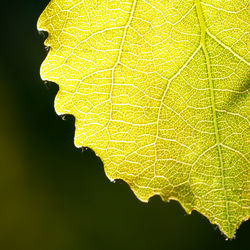 Close-up of water drops on leaf