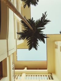 Low angle view of palm tree by building against clear sky