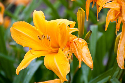 Close-up of yellow lilies