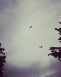 Low angle view of bird flying in sky