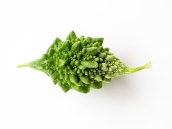 Close-up of green leaf against white background