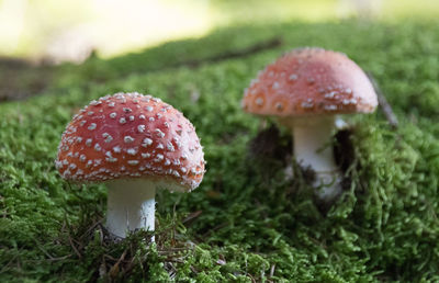 Close-up of fly agaric mushroom on field