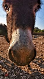 Close-up of a horse on field