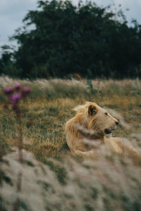 View of an animal on field