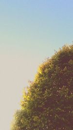 Low angle view of flowers against clear sky