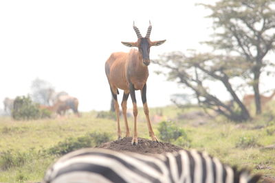 Giraffe standing on field against sky