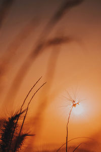 Low angle view of dandelion against orange sky