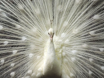 Close-up of albino peacock