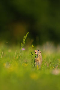 Close-up of a bird on grass