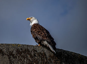 Bird perching on rock against clear sky