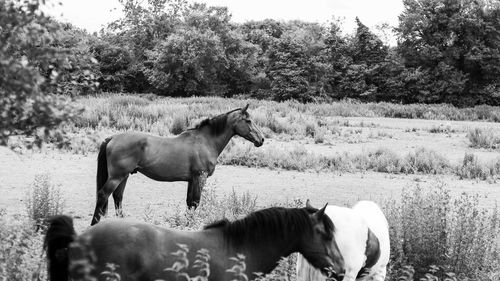 Horse standing in a field