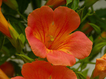 Close-up of red flowering plant