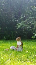 Dog sitting on grassy field