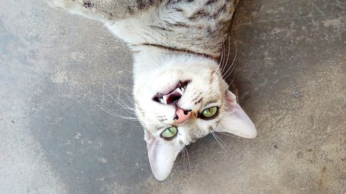 High angle portrait of cat lying facing up