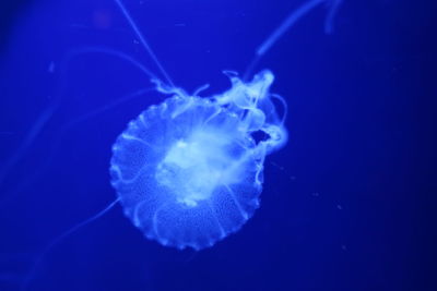 Close-up of jellyfish swimming in sea