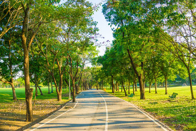 Road amidst trees in park