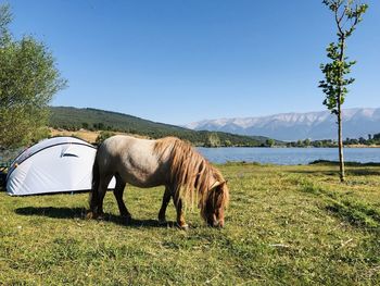 View of horse on field by lake against sky