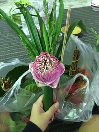 Close-up of hand holding flower