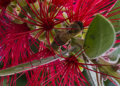 Close-up of insect on red flower