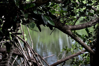 Close-up of leaves by lake in forest